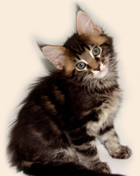 мэйн кун котенок  питомника Catsvill County